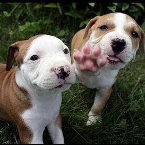 Baby_pits