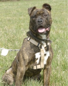 Hermione la nouvelle vie 